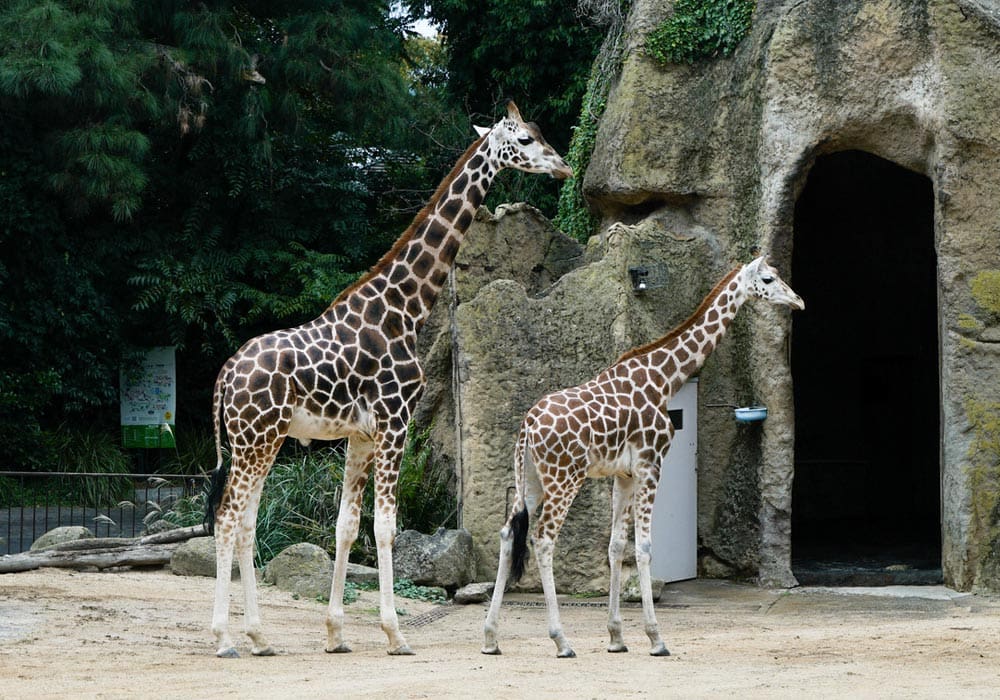 melbourne-zoo-giraffe