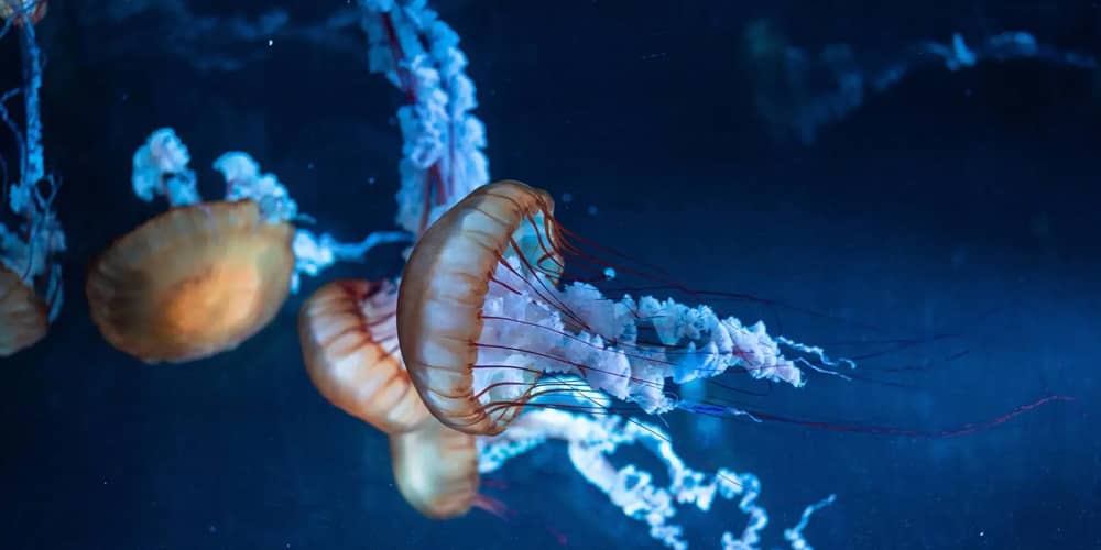 jellyfish-sealife-aquarium