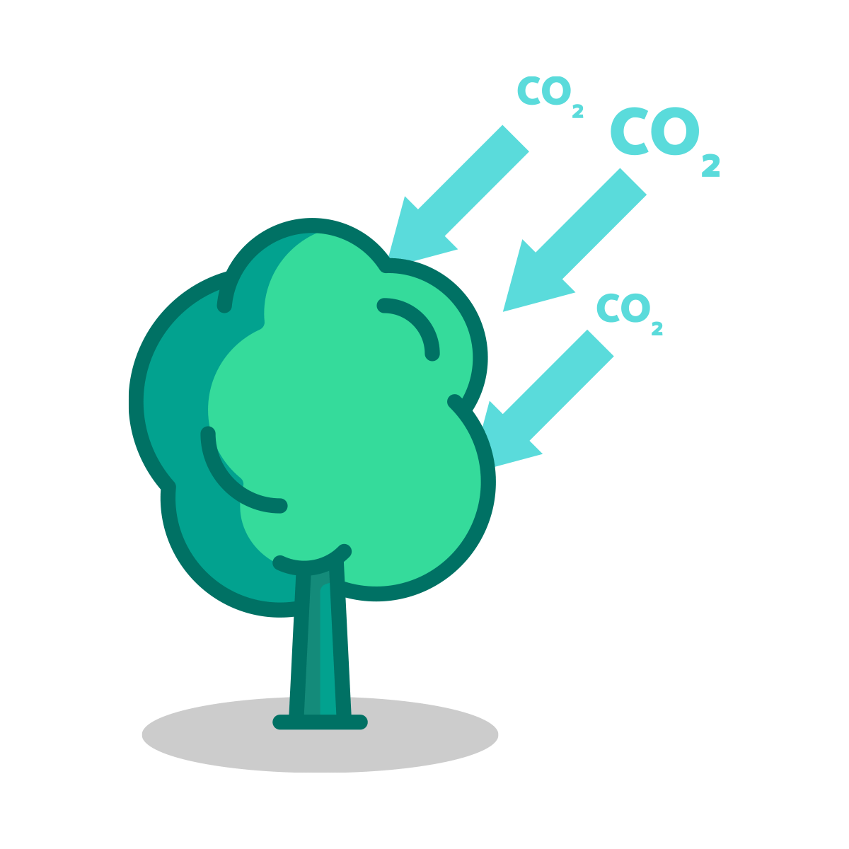 Tree Consuming Carbondioxide