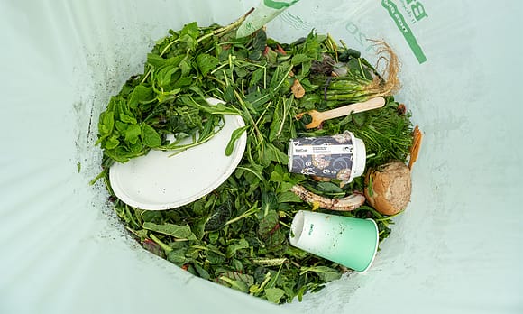 Looking inside a compostable bin liner. The bag is filled with organic waste, like lettuce leaves, compostable coffee cups, plates and cutlery.