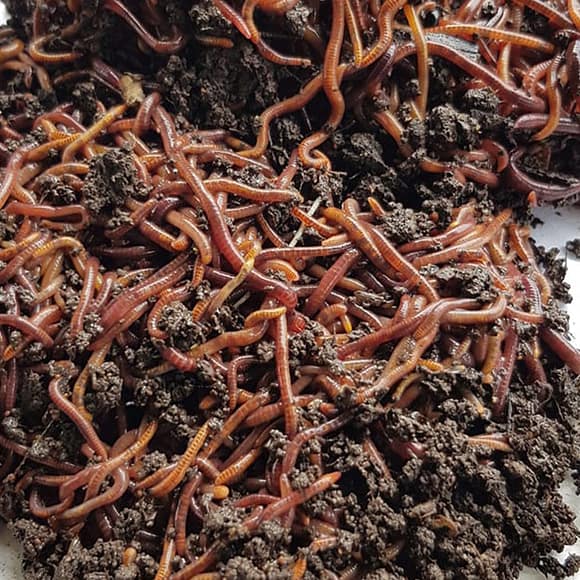 auscan-worm-farm-worms