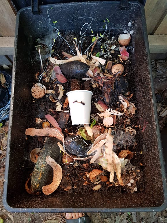Worm farm with lots of food scraps and a home compostable cup